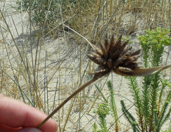 Cyperus capitatus